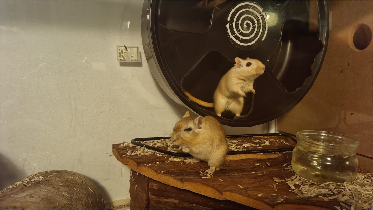 Adopter Maki et sushi