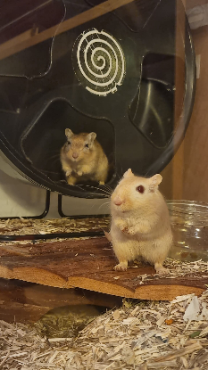 Adopter Maki et sushi