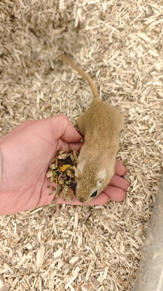 Adoption Maki et sushi