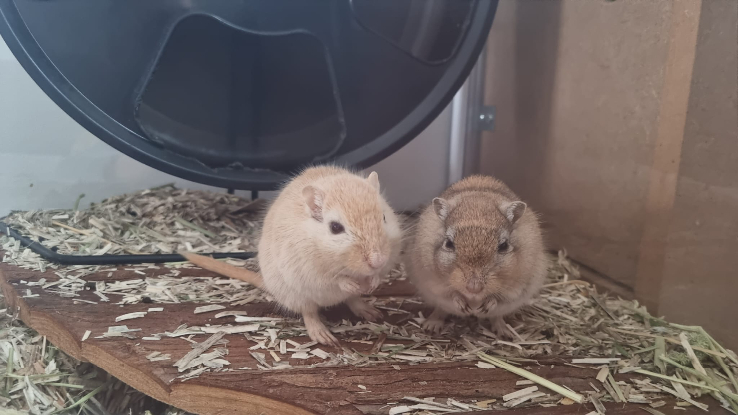 Adopter Maki et sushi