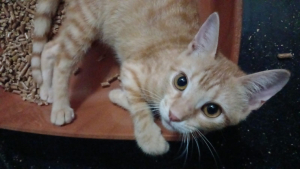 Adopter  chat : Ozaman