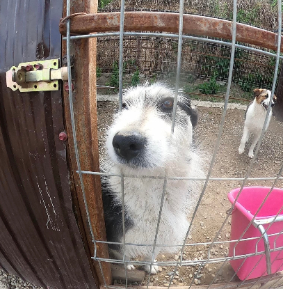 Adoption Orée