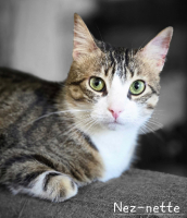 Adopter  chat : Neznette