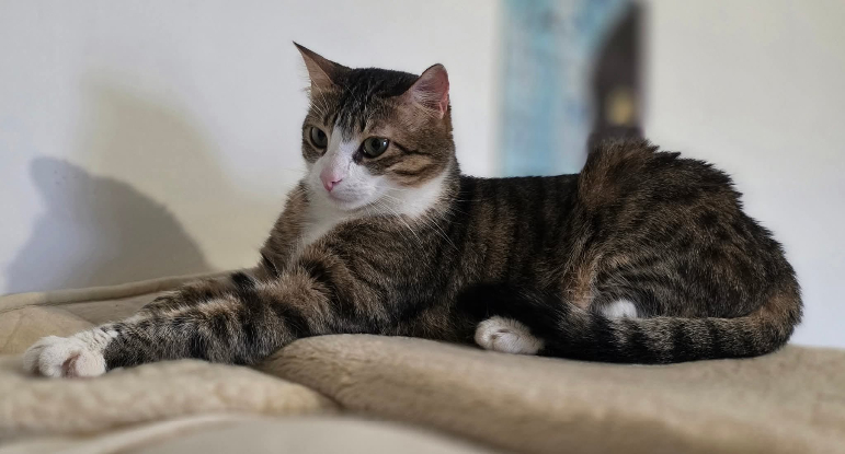 Adopter Neznette