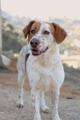 Adopter Bryanna