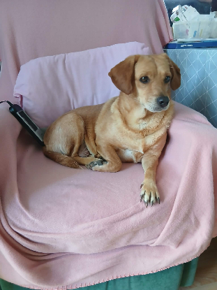 Adoption Olympe