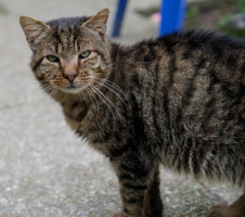 Adopter  chat : Tiger