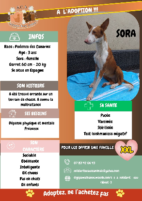 Adopter Sora