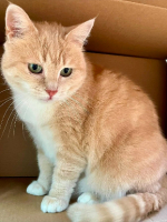 Adopter  chat : Karamelle