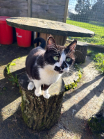 Adopter  chat : Princesse