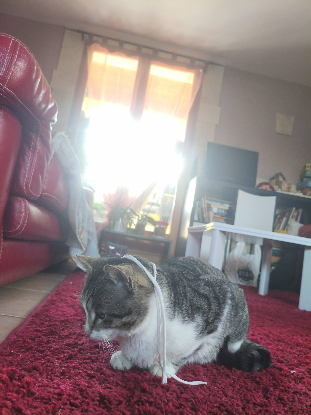 Adoption Lilou grisouille