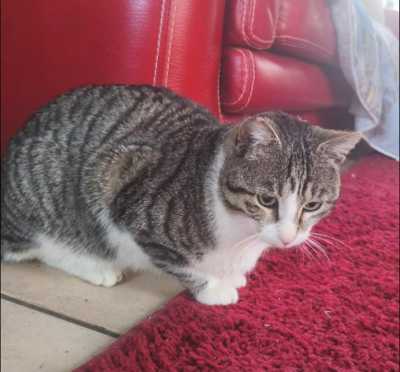 Adopter Lilou grisouille