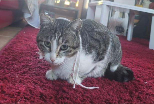 Adoption Lilou grisouille