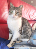 Adopter  chat : Lilou grisouille