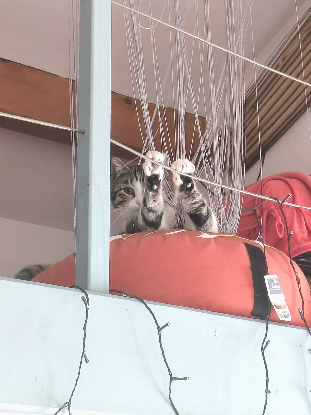 Adopter Lilou grisouille