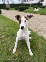 Adopter  chien : Ori