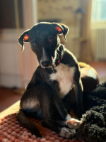 Adopter  chien : Vanille