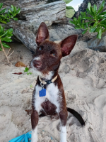 Adopter  chien : Lani