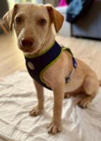 Adopter  chien : Mana