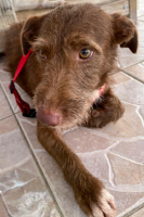 Adopter  chien : Hina