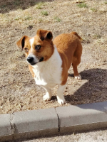 Adopter  chien : Nani