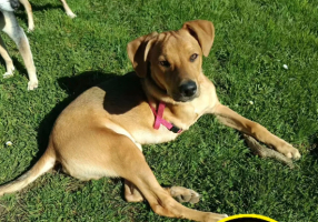 Adopter  chien : Aniel