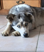 Adopter  chien : Naya