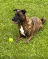 Adopter  chien : Heiko