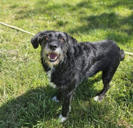 Adopter Louna