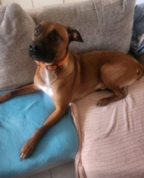 Adopter  chien : Simba