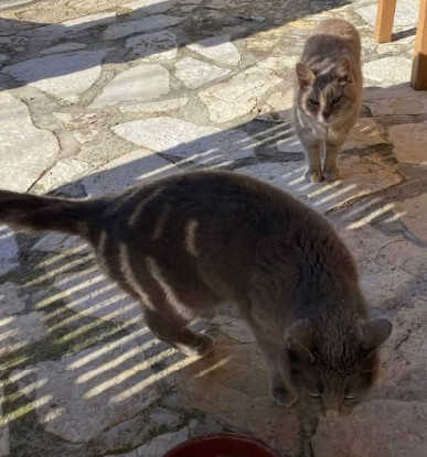 Adopter Mimine et rasmoket