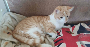 Adopter  chat : Amiral