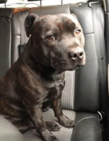 Adopter  chien : Sam