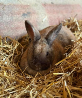 Adopter  lapin : Tac