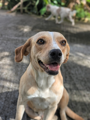 Adoption Nala