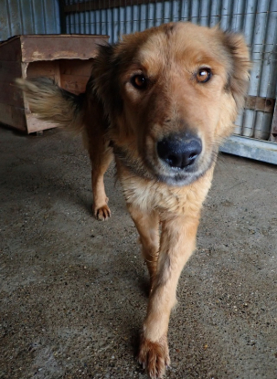 Adoption Namaari
