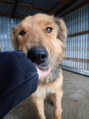 Adoption Namaari