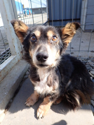 Adopter Oldie