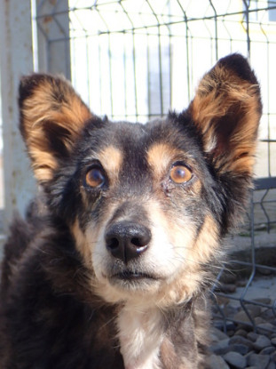 Adoption Oldie