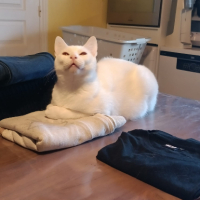 Adopter  chat : Pop corn