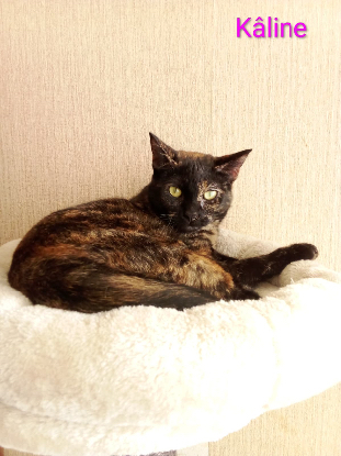 Adopter Kaline / pirate