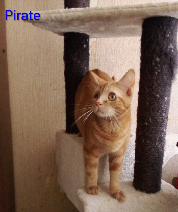 Adoption Kaline / pirate