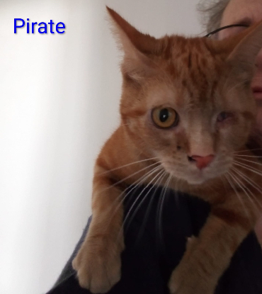 Adoption Kaline / pirate
