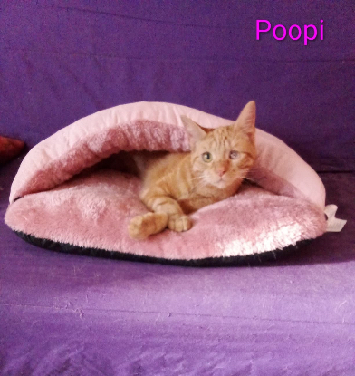 Adopter Poopi /lucky