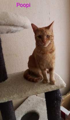Adopter Poopi /lucky