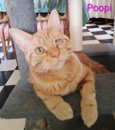 Adopter Poopi /lucky