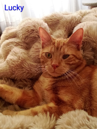 Adoption Poopi /lucky