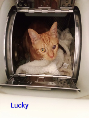 Adoption Poopi /lucky