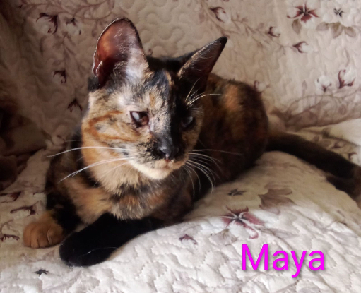 Adopter Maya / salomé