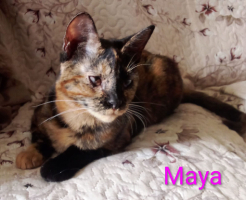 Adopter  chat : Maya / salomé